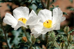 Argemone pleiacantha - Southwestern Pricklypoppy