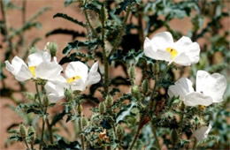 Argemone pleiacantha - Southwestern Pricklypoppy