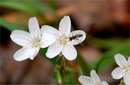 Claytonia virginica - Spring Beauty