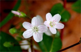 Claytonia virginica - Spring Beauty