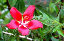 Hibiscus coccineus - Swamp Hibiscus