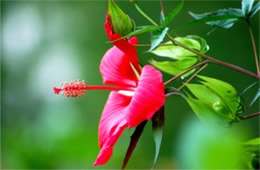 Hibiscus coccineus - Swamp Hibiscus