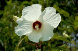 Hibiscus moscheutos - Swamp Rosemallow