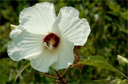 Hibiscus moscheutos - Swamp Rosemallow