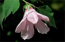 Hibiscus moscheutos - Swamp Rosemallow