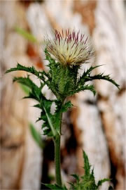 Thistle