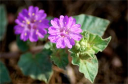 Allionia incarnata - Trailing Windmills