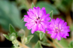 Allionia incarnata - Trailing Windmills