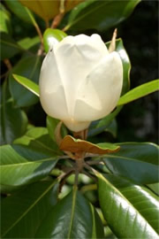 Magnolia Tree Flower