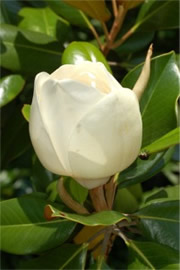 Magnolia Tree Flower