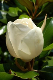 Magnolia Tree Flower