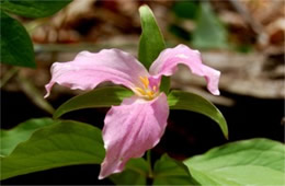 Trillium