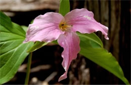 Trillium