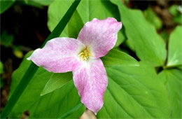 Trillium