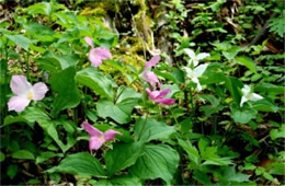 Trillium