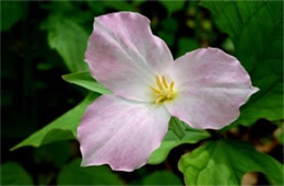 Trillium