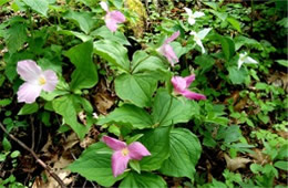 Trillium