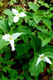 Trillium