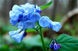 Mertensia virginica - Virginia Bluebell