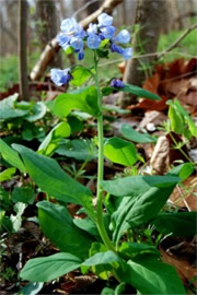 Mertensia virginica - Virginia Bluebell