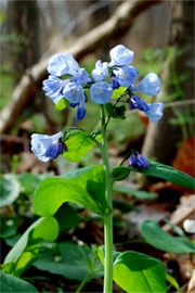 Mertensia virginica - Virginia Bluebell