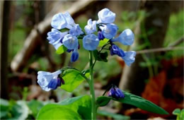 Mertensia virginica - Virginia Bluebell