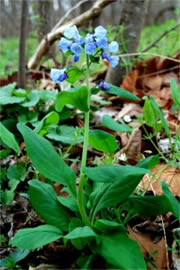 Mertensia virginica - Virginia Bluebell