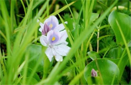 Eichornia crassipes - Water Hyacinth