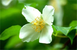 White Wildflower