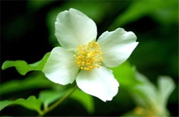 White Wildflower