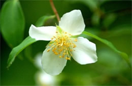 White Wildflower