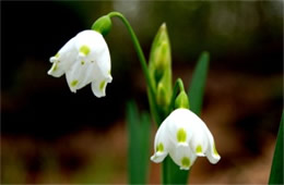 White Wildflower