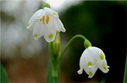 White Wildflower