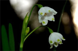 White Wildflower