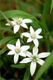 White Wildflower