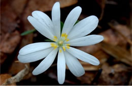 Sanguinaria canadensis - Bloodroot Flower