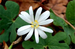 Sanguinaria canadensis - Bloodroot Flower