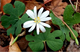 Sanguinaria canadensis - Bloodroot Flower