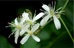 White Vine Wildflower