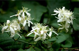 White Vine Wildflower