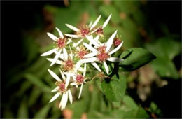 Aster divaricatus - White Wood Aster