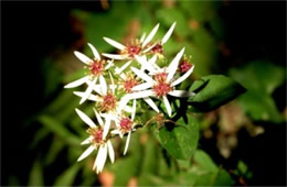 Aster divaricatus - White Wood Aster