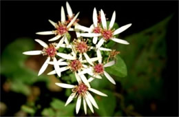 Aster divaricatus - White Wood Aster