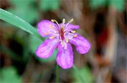 Geranium maculatum - Wild Geranium