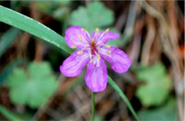 Geranium maculatum - Wild Geranium