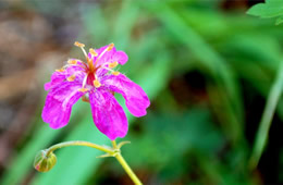 Geranium maculatum - Wild Geranium