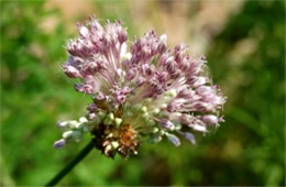 Allium vineale - Wild Onion Flower