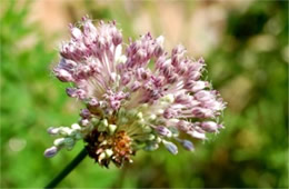 Allium vineale - Wild Onion Flower