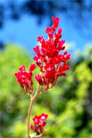 Ribes triste - Wild Red Currant