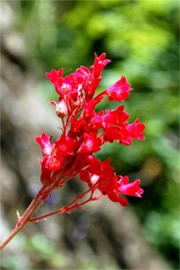 Ribes triste - Wild Red Currant